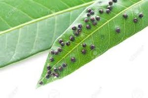 uploads/images/pest/mango aphids.jpg